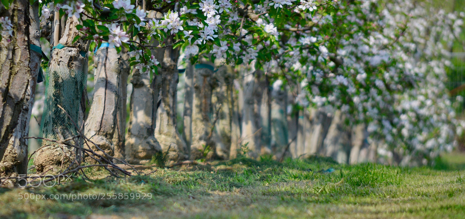 Nikon D7000 sample photo. Spring photography