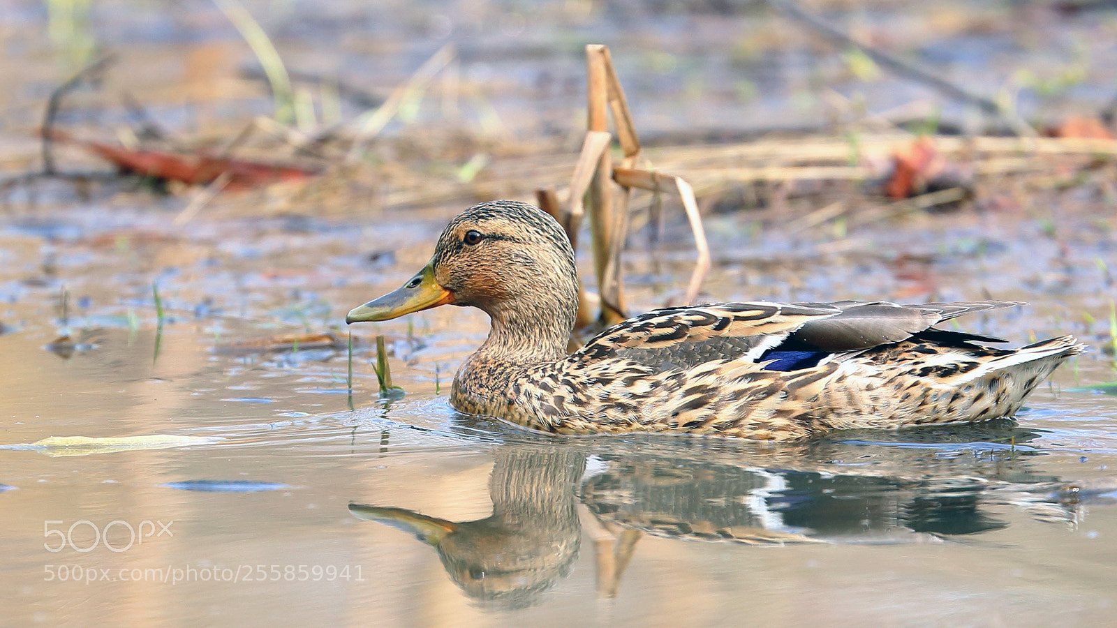 Canon EOS 6D sample photo. Duck photography