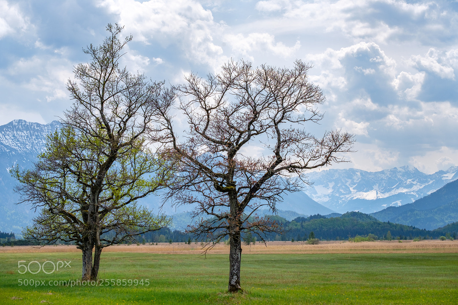 Fujifilm X-T2 sample photo. Tree double photography