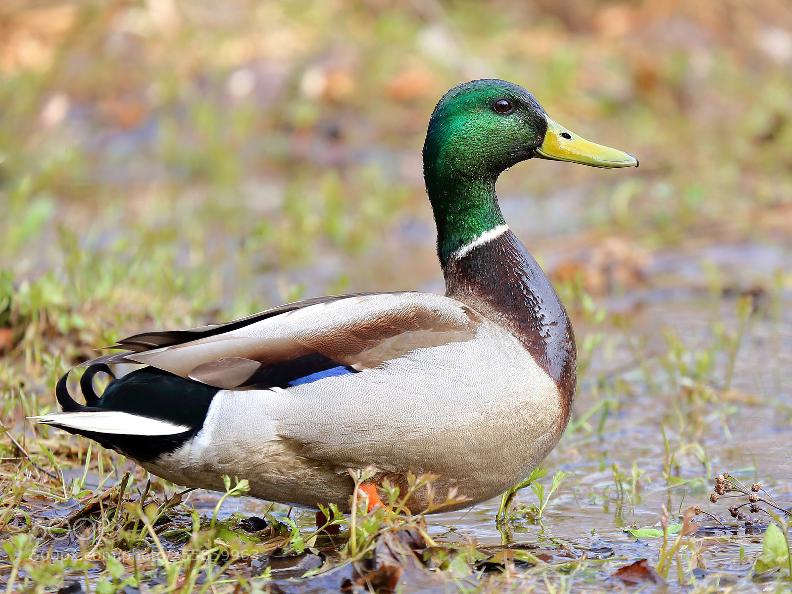 Canon EOS 6D sample photo. Duck photography