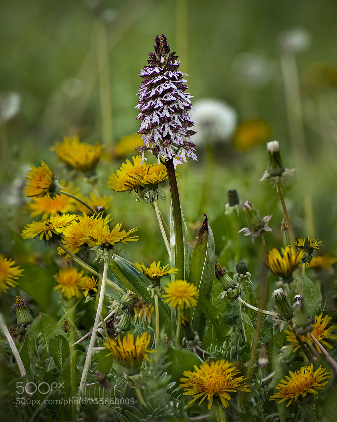 Nikon D800E sample photo. Orchidée sauvage photography