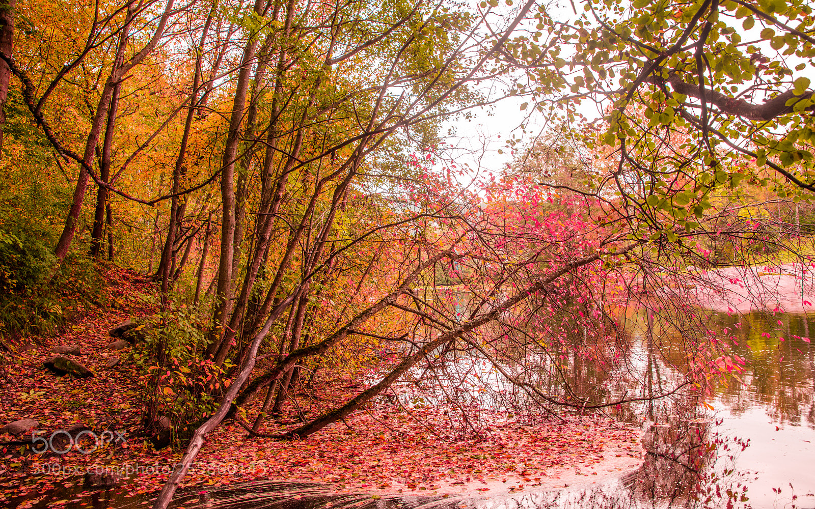 Nikon D800 sample photo. Foliage. photography