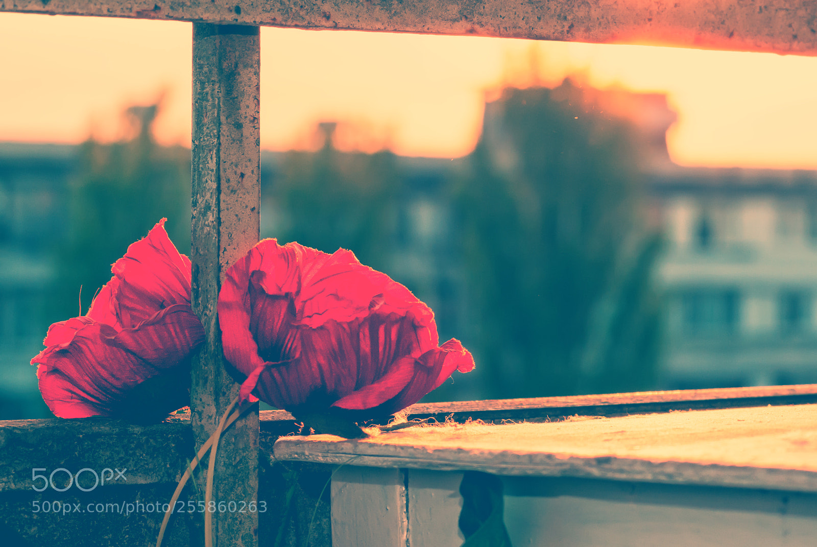 Sony Alpha DSLR-A230 sample photo. Sunset in red photography