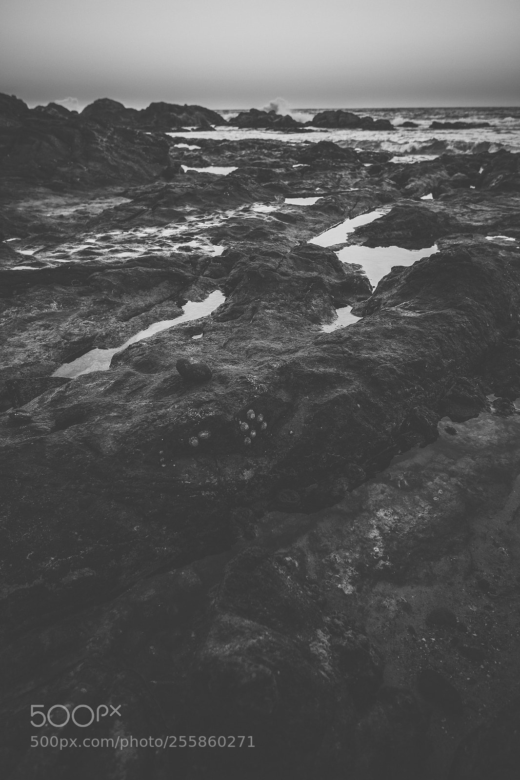 Nikon D800 sample photo. Coolum beach at the photography
