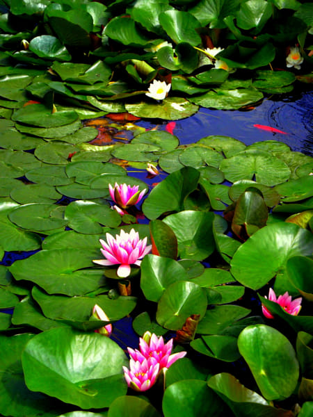 Fujifilm FinePix JX250 sample photos - ExploreCams Fujifilm FinePix JX250 sample photos - ExploreCams