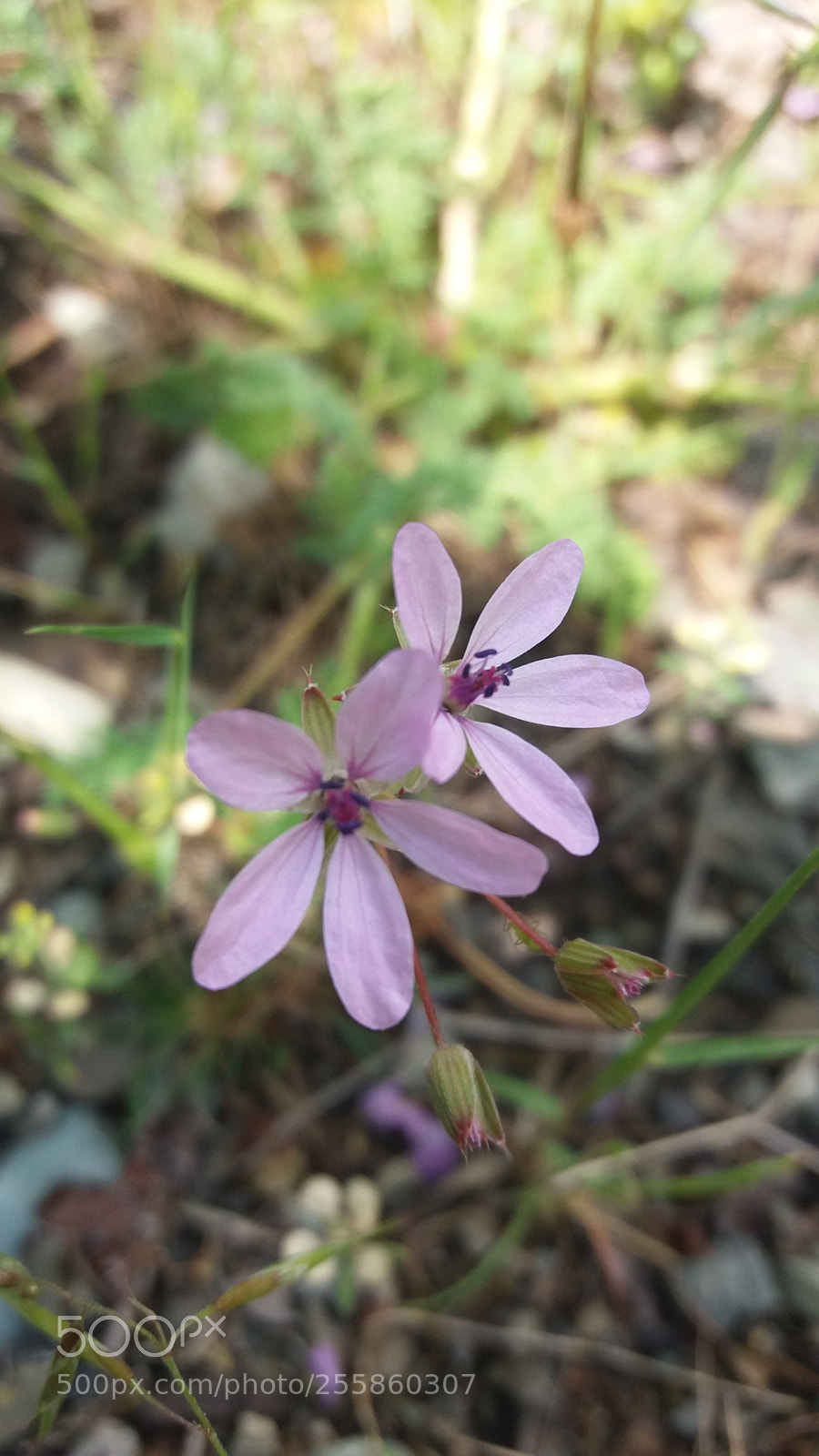 Samsung Galaxy J5(2016) sample photo. Purple blooms photography