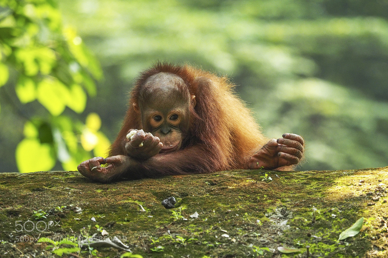 Olympus OM-D E-M1 sample photo. Baby orang utan photography