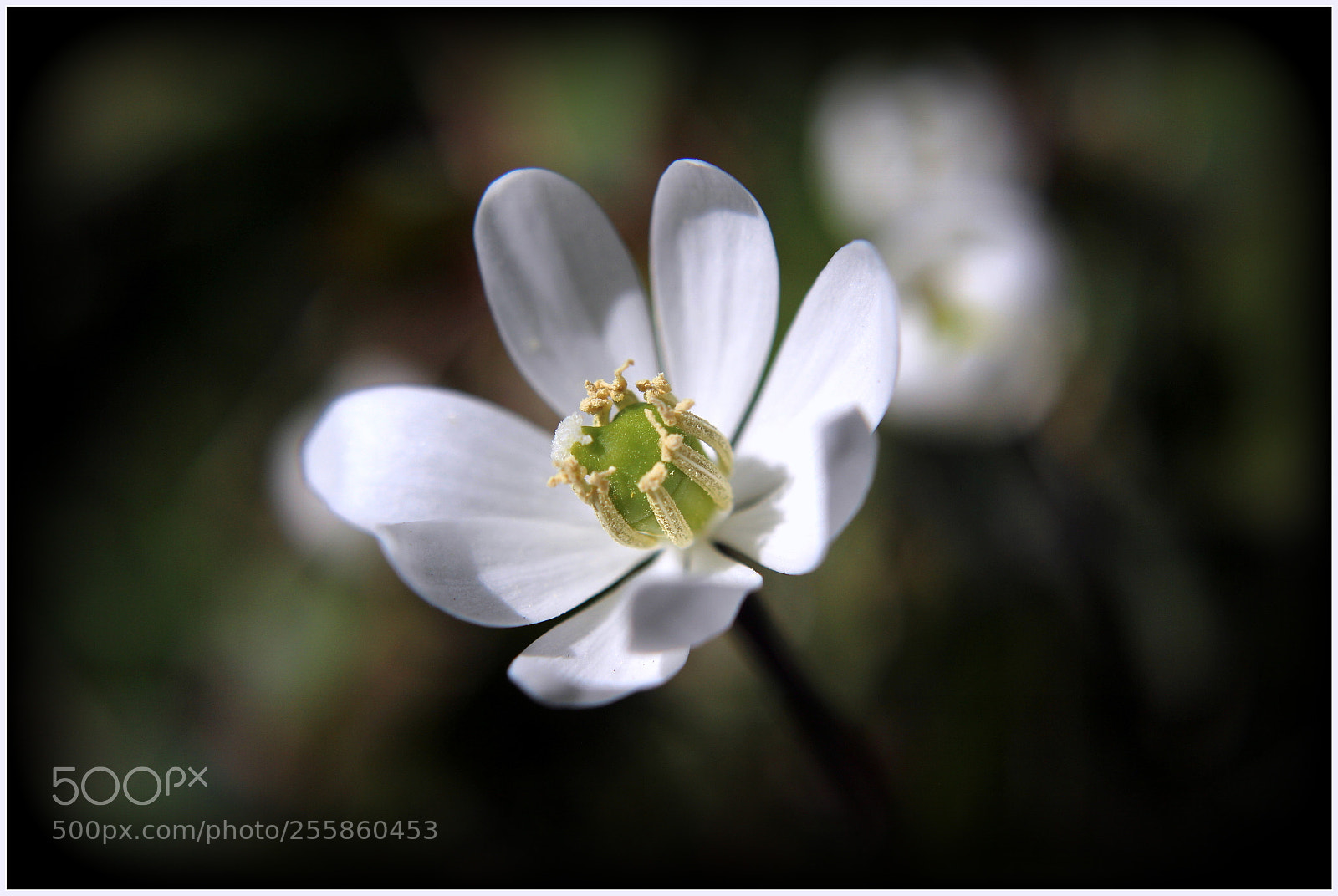 Canon EOS 600D (Rebel EOS T3i / EOS Kiss X5) sample photo. Jeffersonia diphylla photography