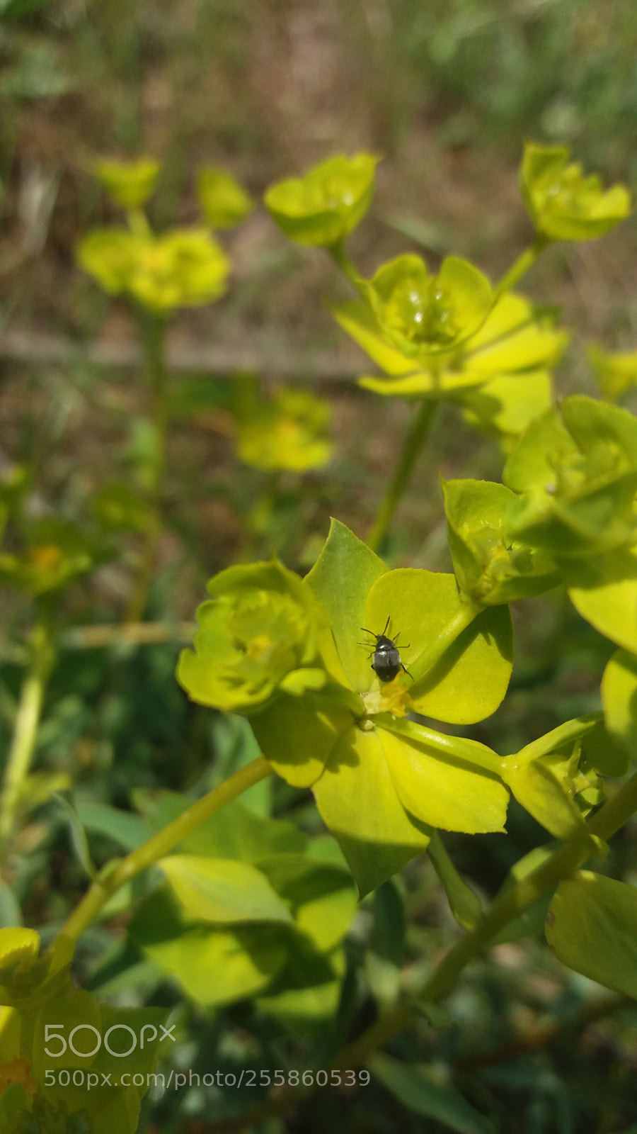Samsung Galaxy J5(2016) sample photo. Ladybug on the leaf photography