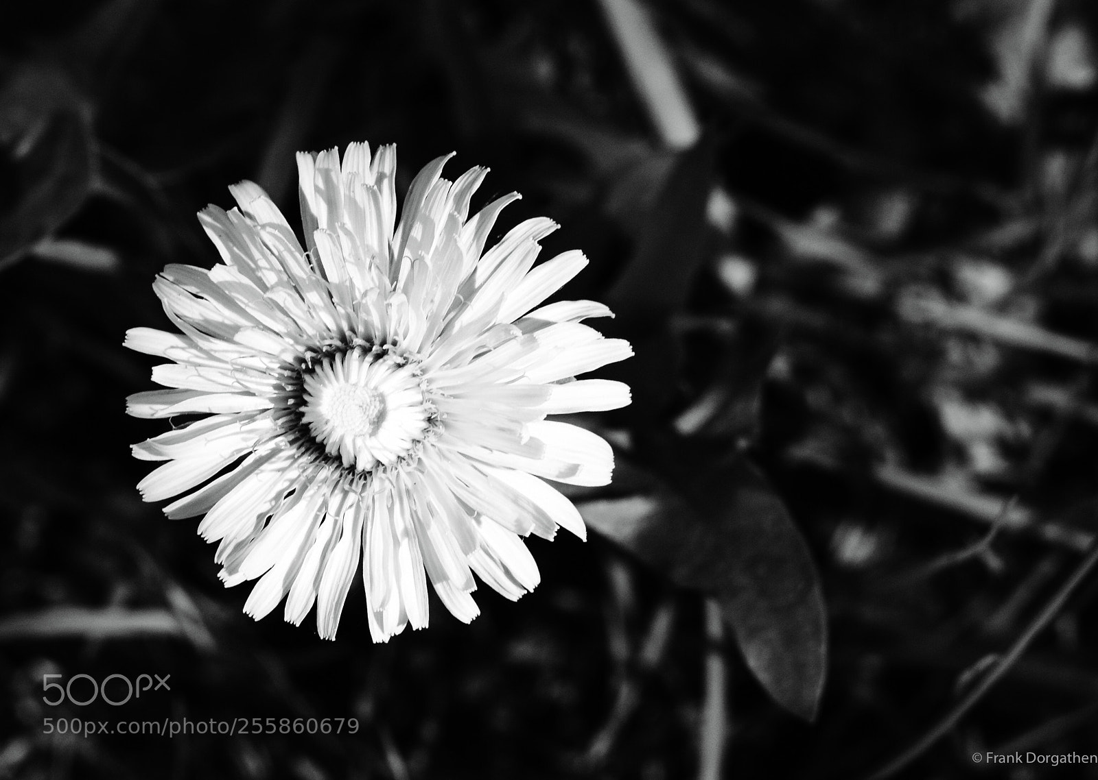 Sony a6000 sample photo. Top view photography