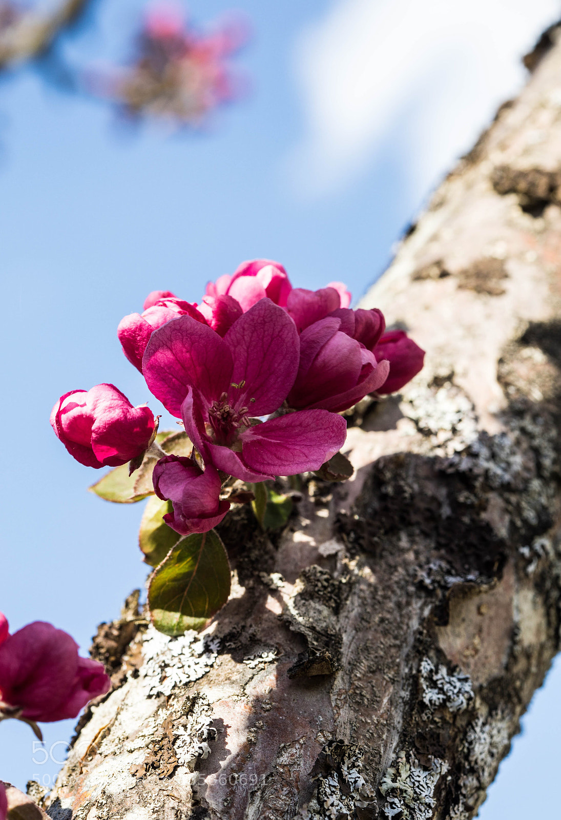 Canon EOS 5D Mark IV sample photo. Spring photography