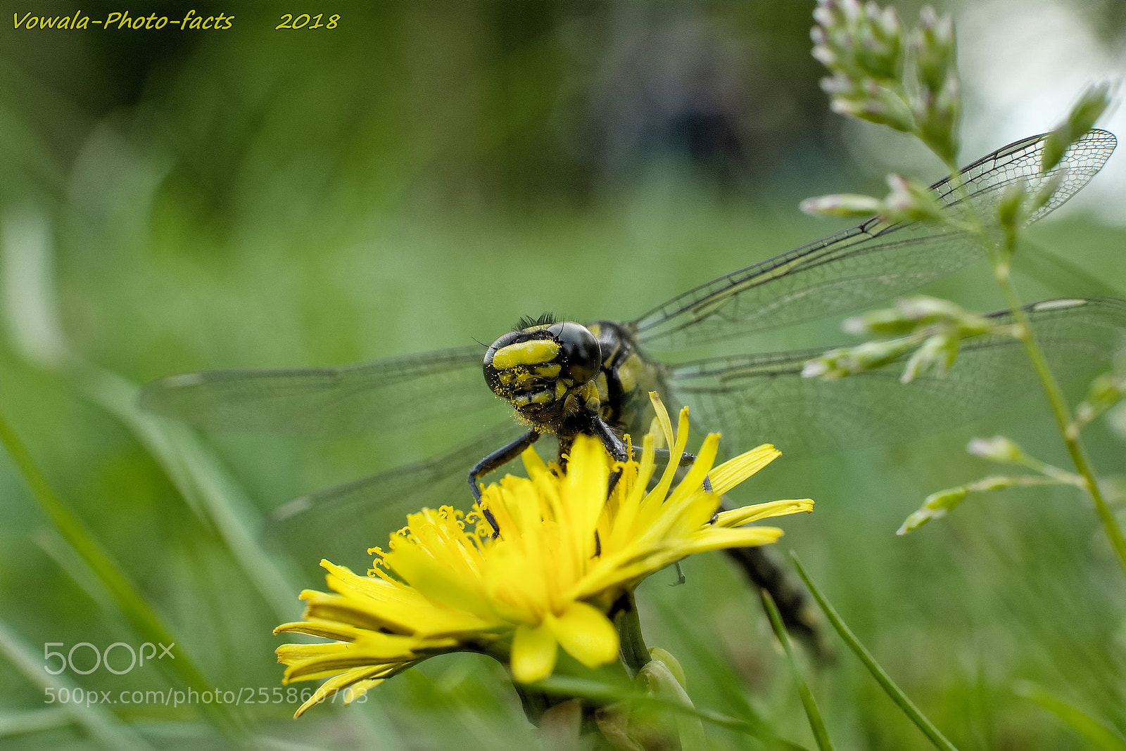 Nikon D5500 sample photo. Dragonfly photography