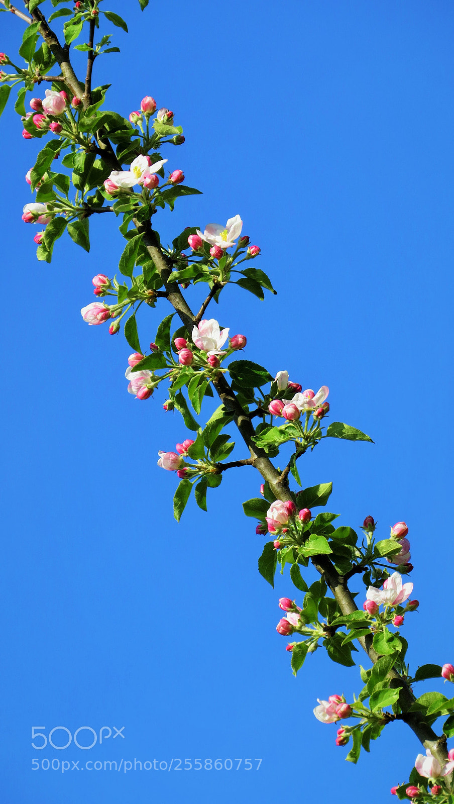 Canon PowerShot SX50 HS sample photo. Apple blossom branch () photography