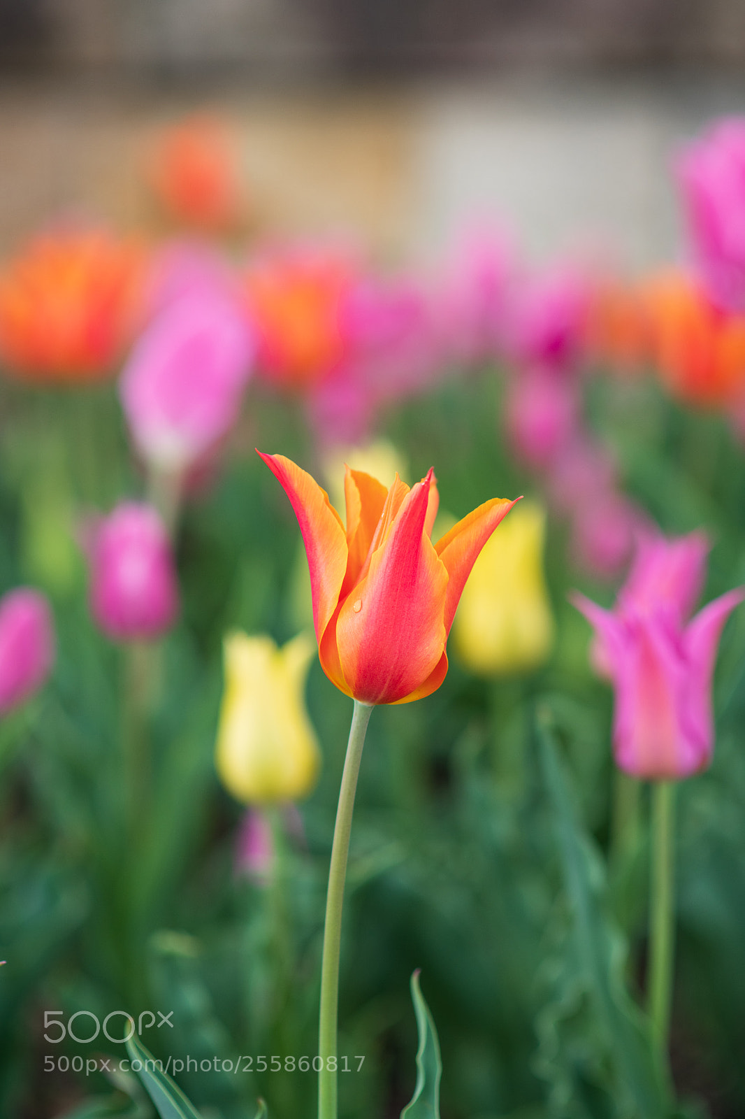 Nikon D850 sample photo. Orange tulip photography