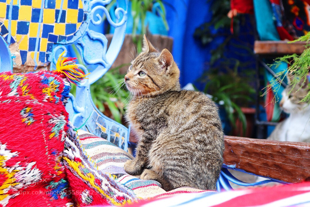 Canon EOS 80D sample photo. Adorable photography