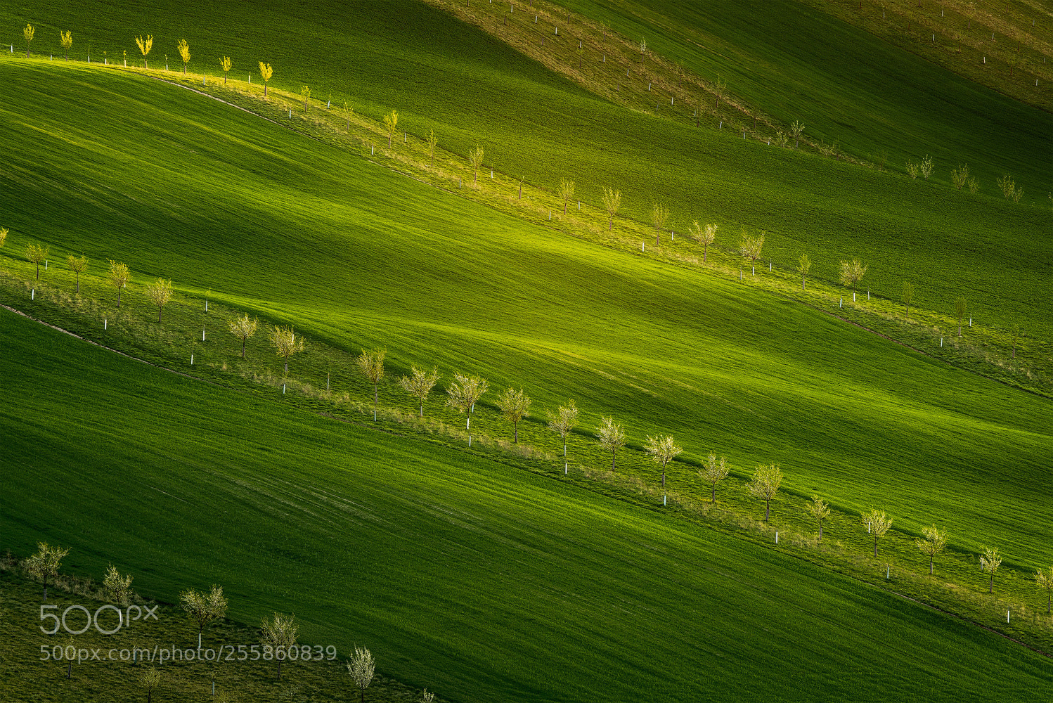 Sony a7R III sample photo. *** lime light *** photography