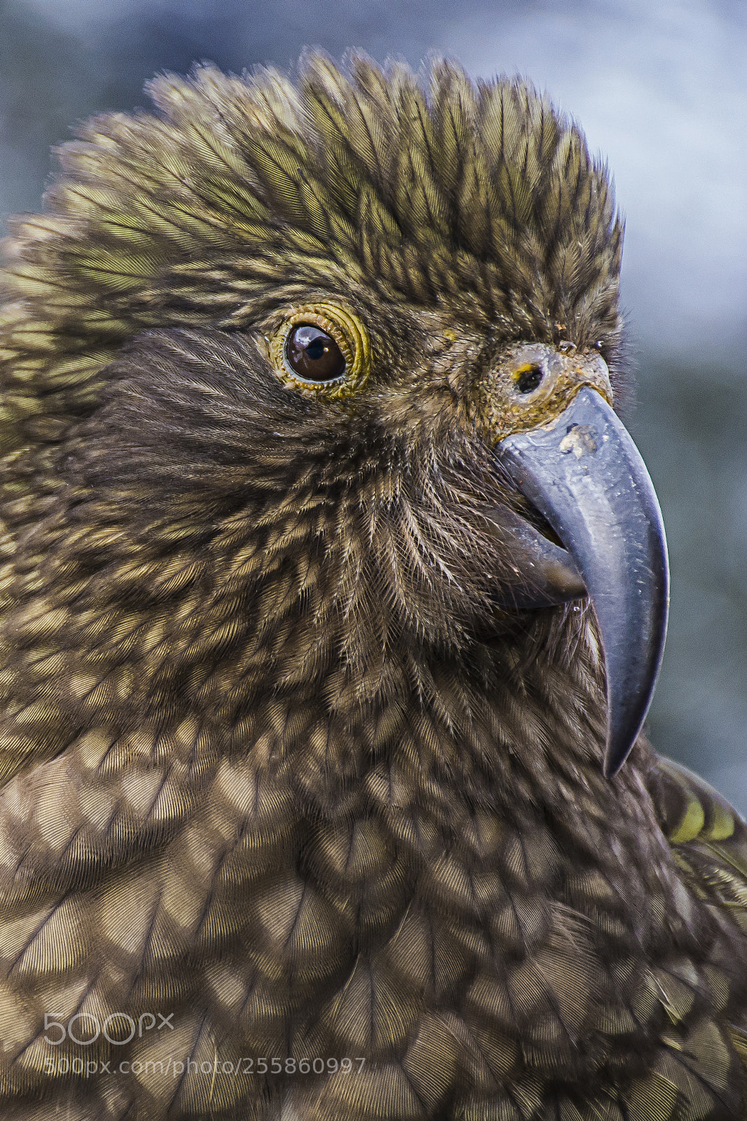 Nikon D7100 sample photo. Kea up close and photography