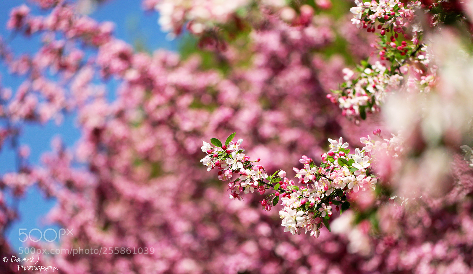 Canon EOS 5D Mark II sample photo. Nice.background photography