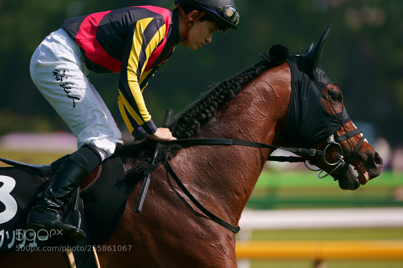 Sony a9 sample photo. Race horse photography