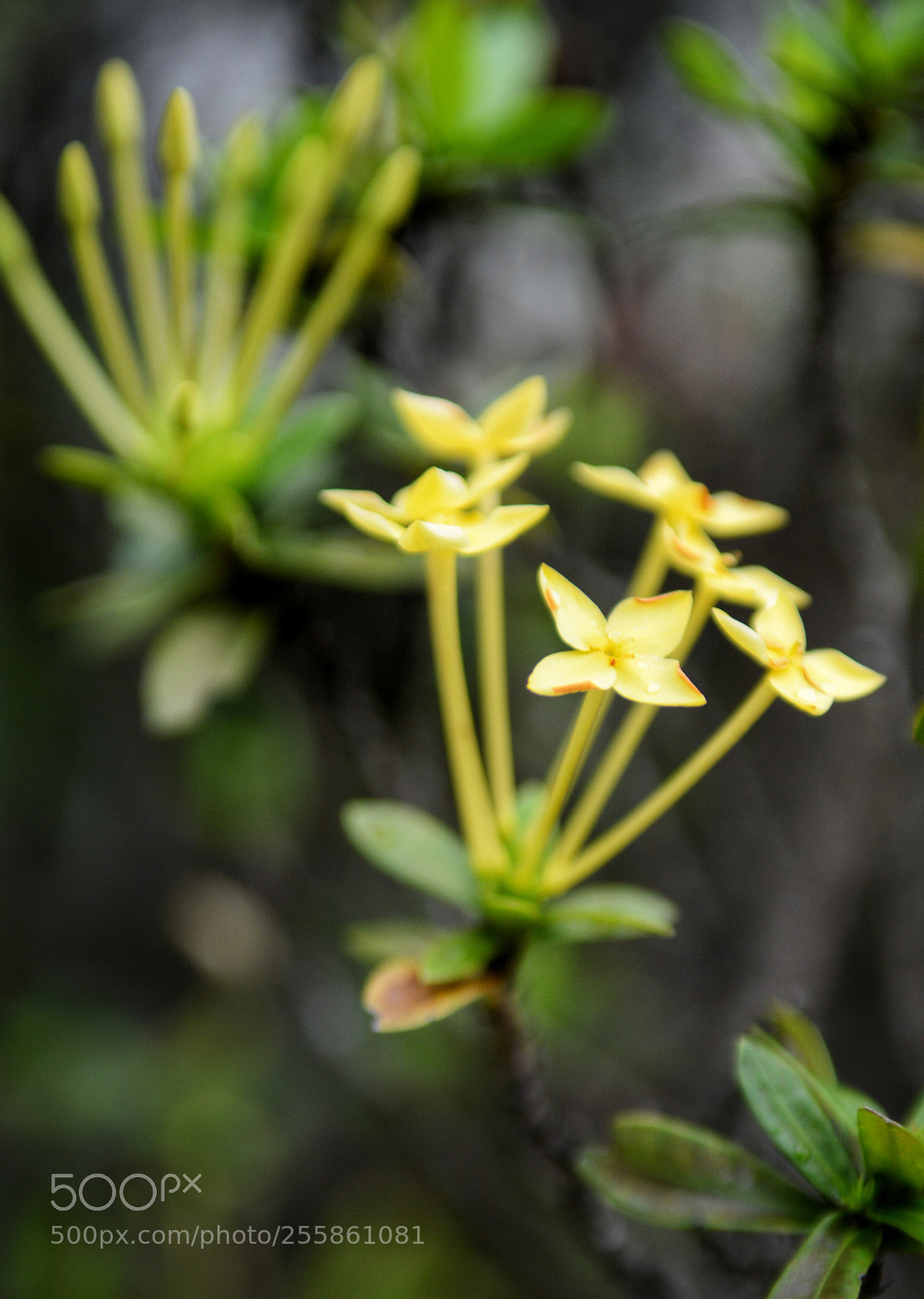 Nikon D7100 sample photo. Little stars in the photography