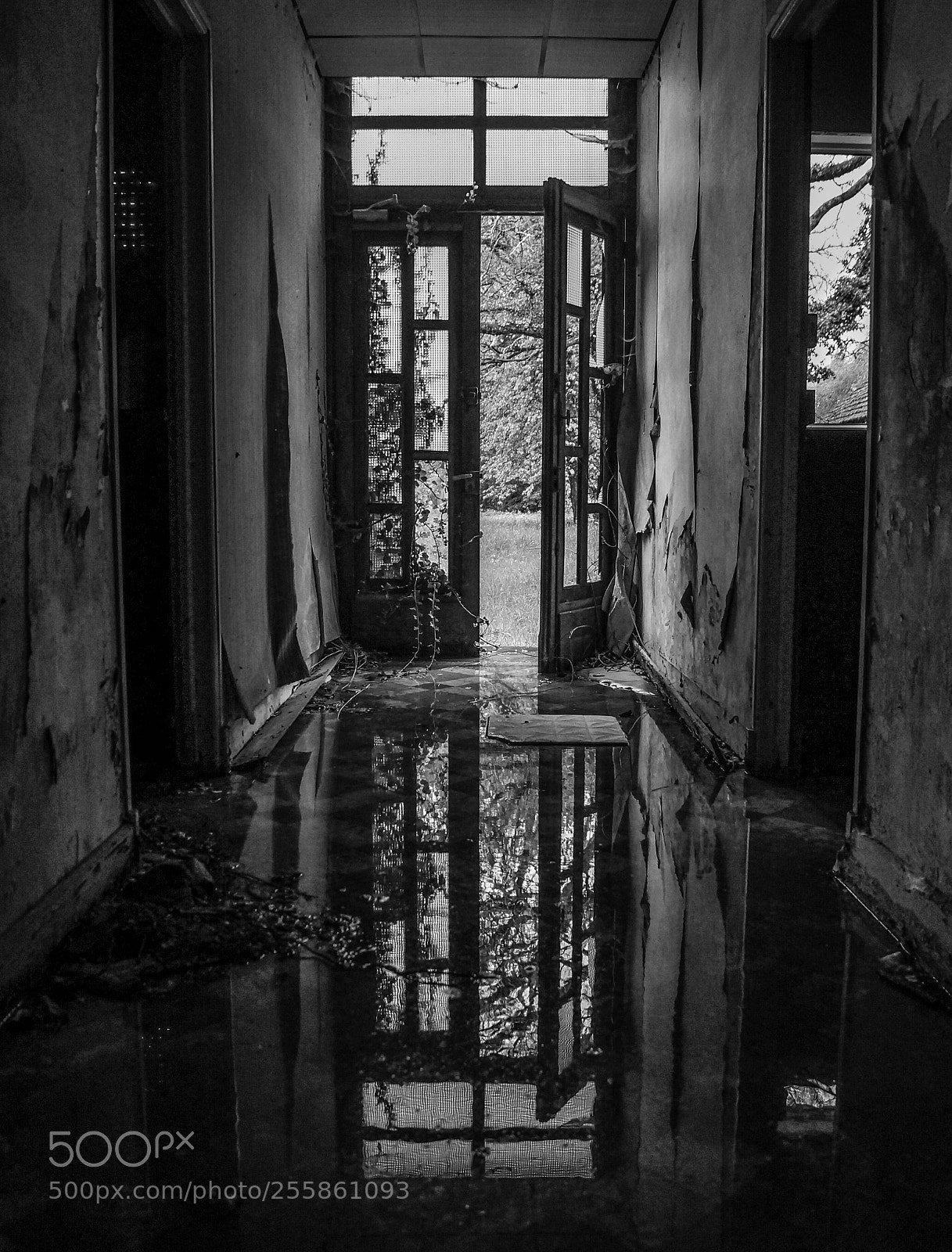 Sony SLT-A57 sample photo. The door photography