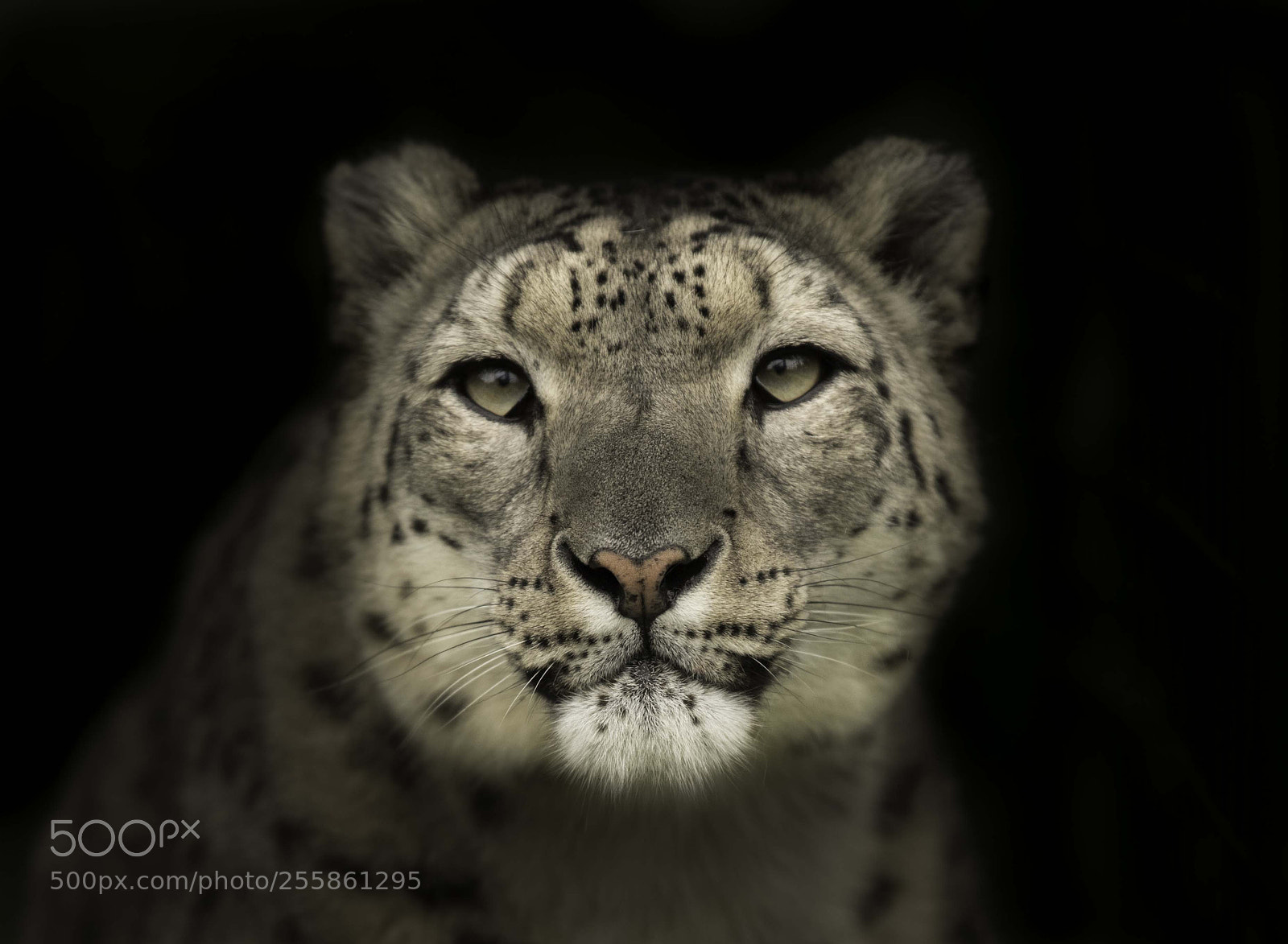 Nikon D5 sample photo. Snow leopard photography