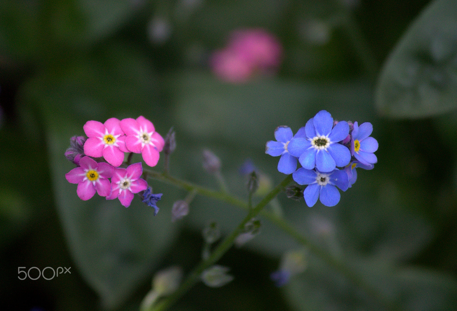 Canon EOS 1100D (EOS Rebel T3 / EOS Kiss X50) + Canon EF-S 55-250mm F4-5.6 IS sample photo. Pink&blue photography