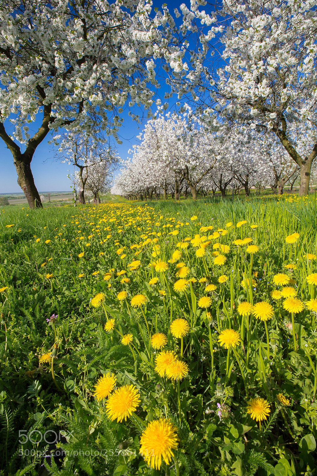 Canon EOS 6D sample photo. Spring in rural country photography