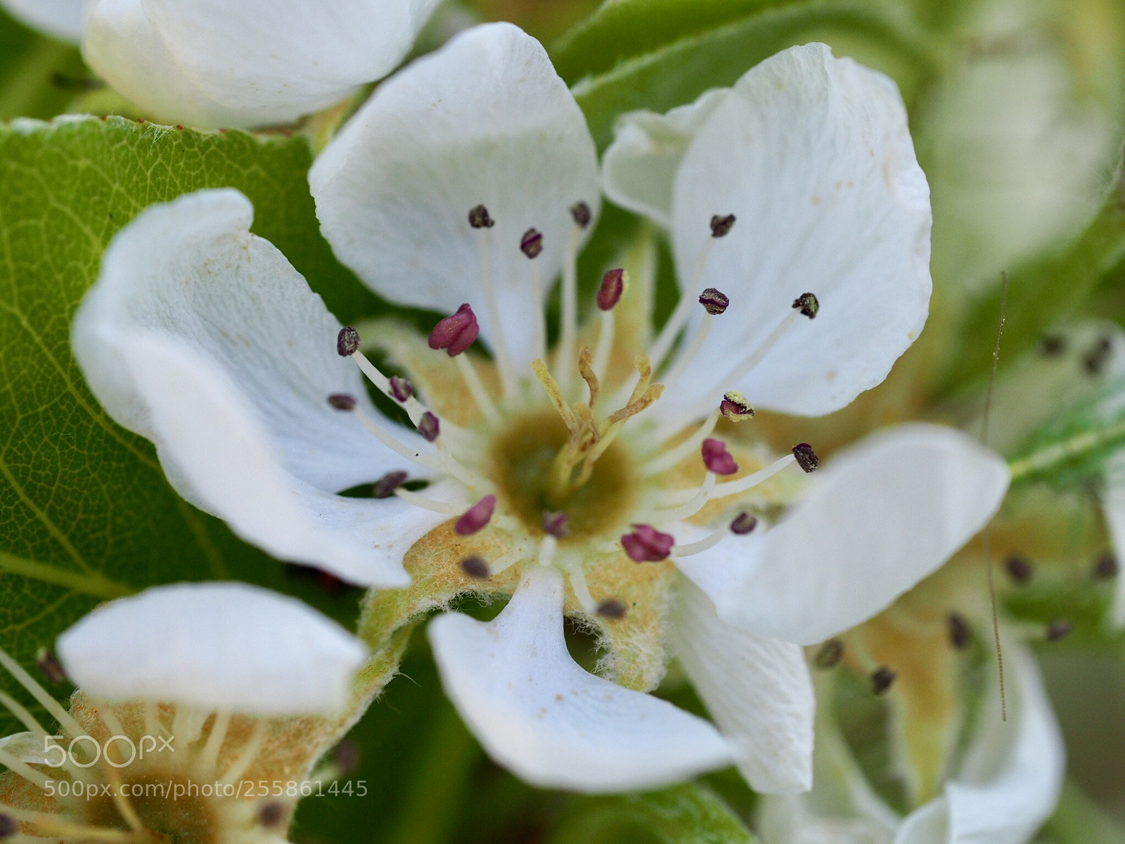 Olympus OM-D E-M10 II sample photo. Blossom photography