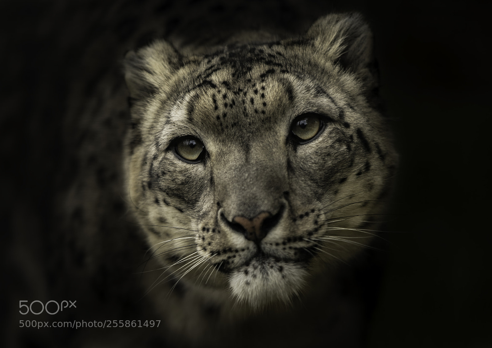 Nikon D5 sample photo. Snow leopard photography
