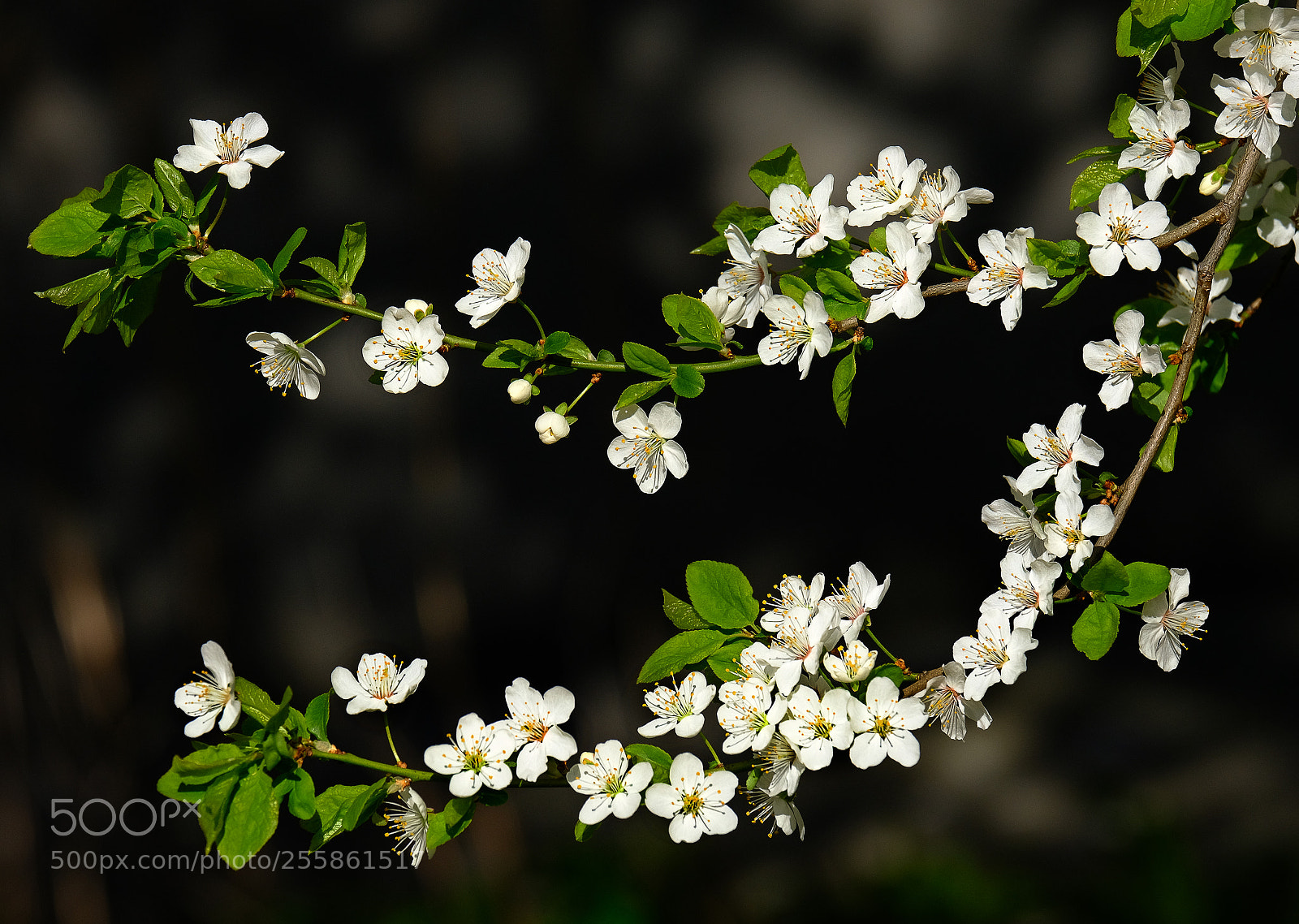 Fujifilm X-T20 sample photo. Spring flowering plum photography