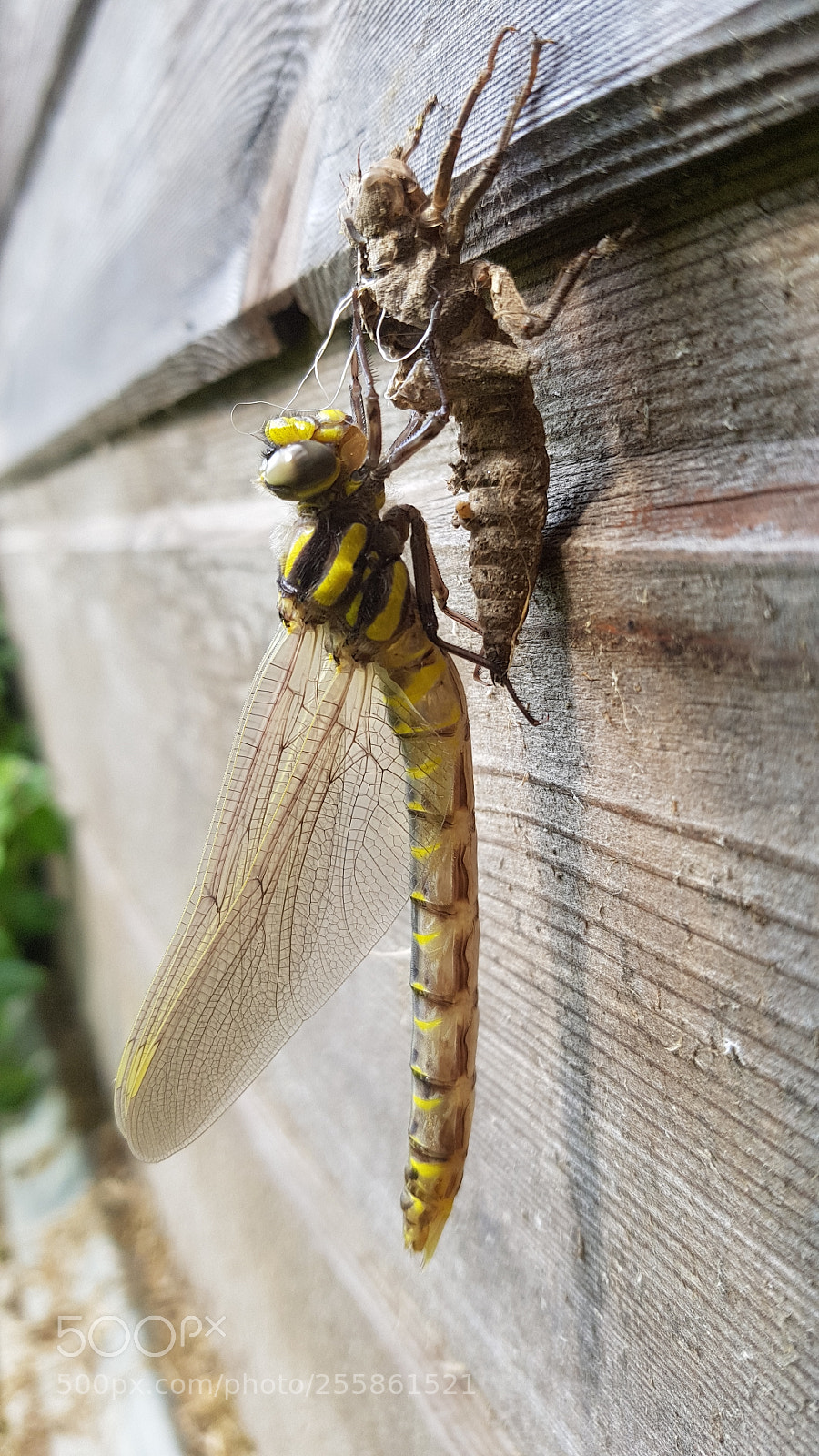 Samsung Galaxy S8 sample photo. Cordulegastre annelé photography
