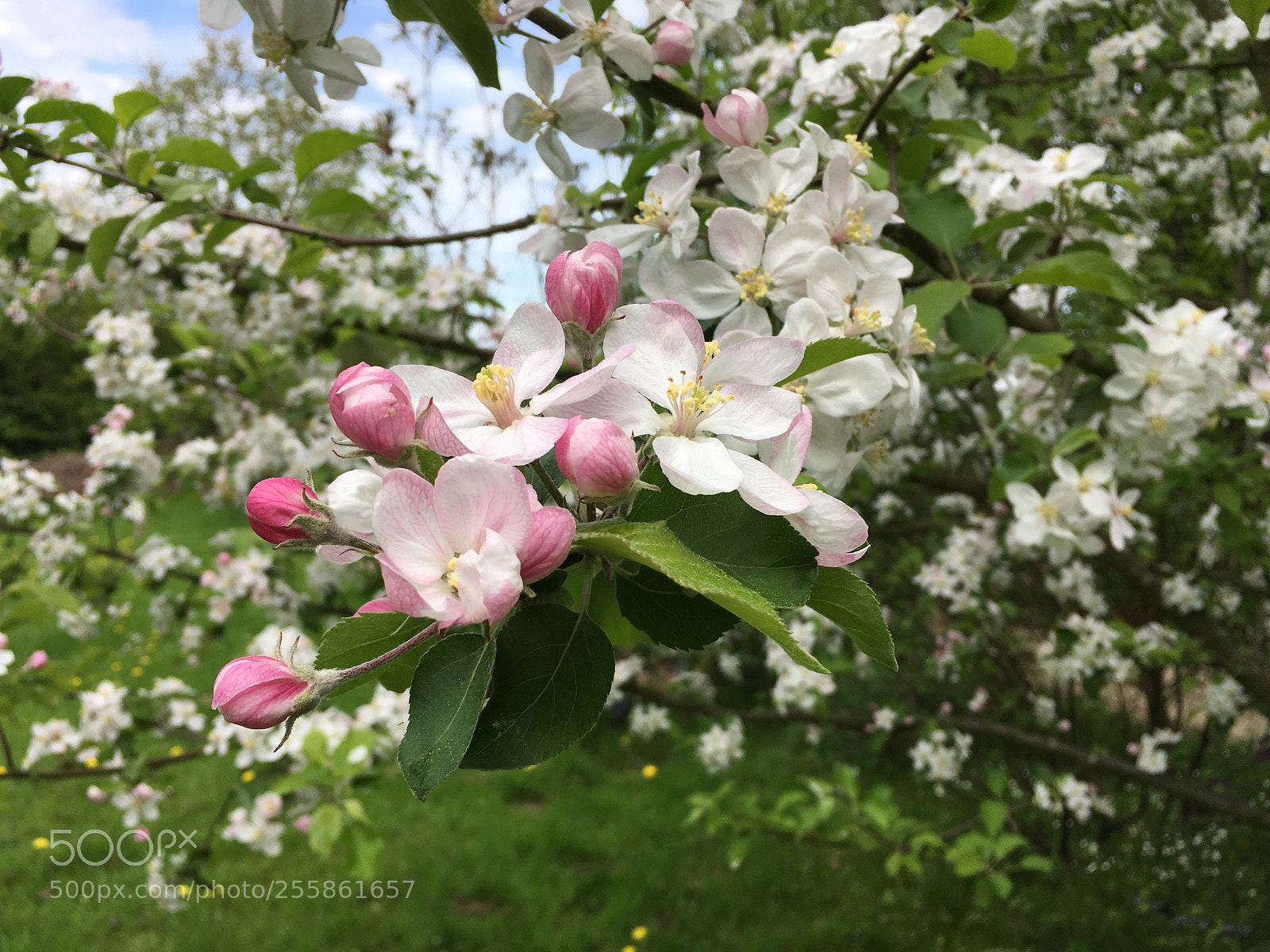 Apple iPhone SE sample photo. Springtime photography