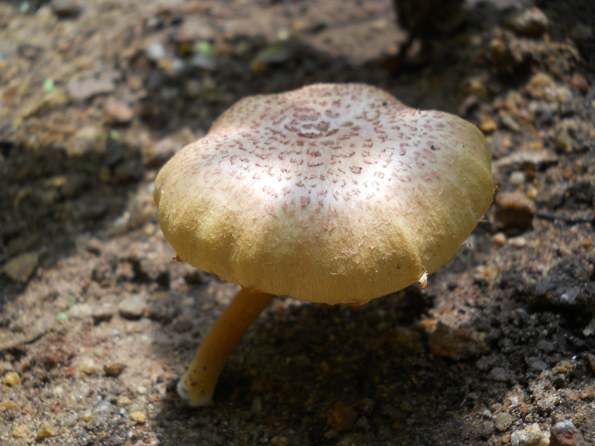 Nikon Coolpix L21 sample photo. Mushroom photography
