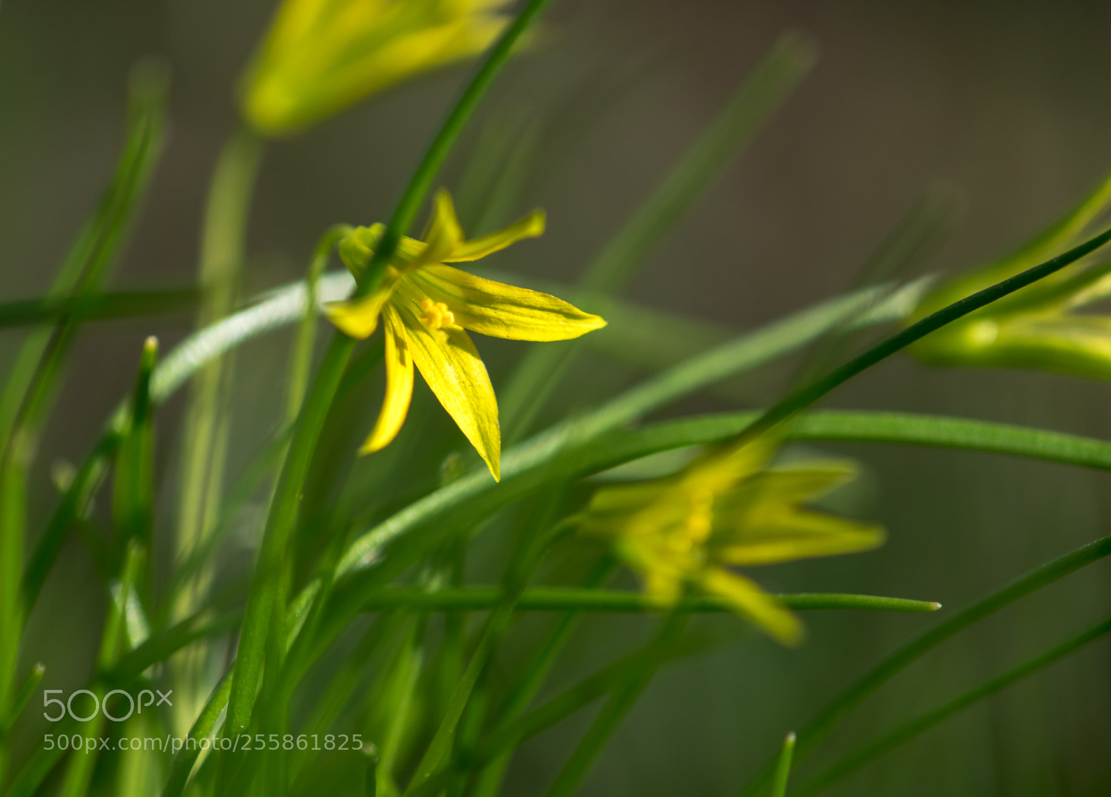 Nikon D3300 sample photo. The first spring flowers photography