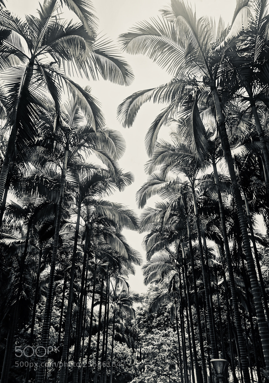 Sony a7 sample photo. Through the palms photography