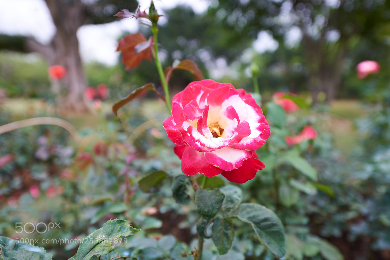Nikon D800 sample photo. 春天盛开的花卉 photography