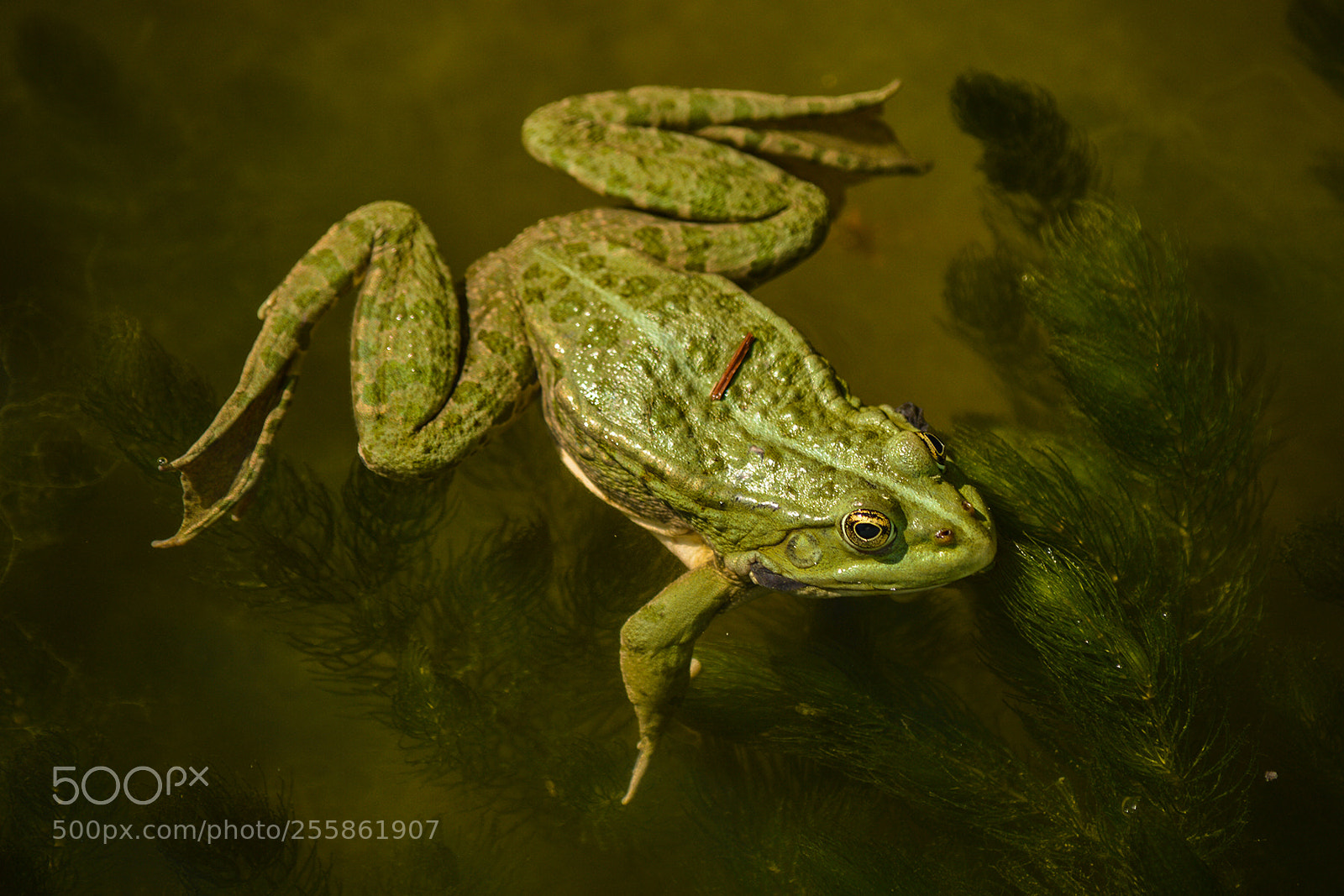 Nikon D3200 sample photo. Frog photography