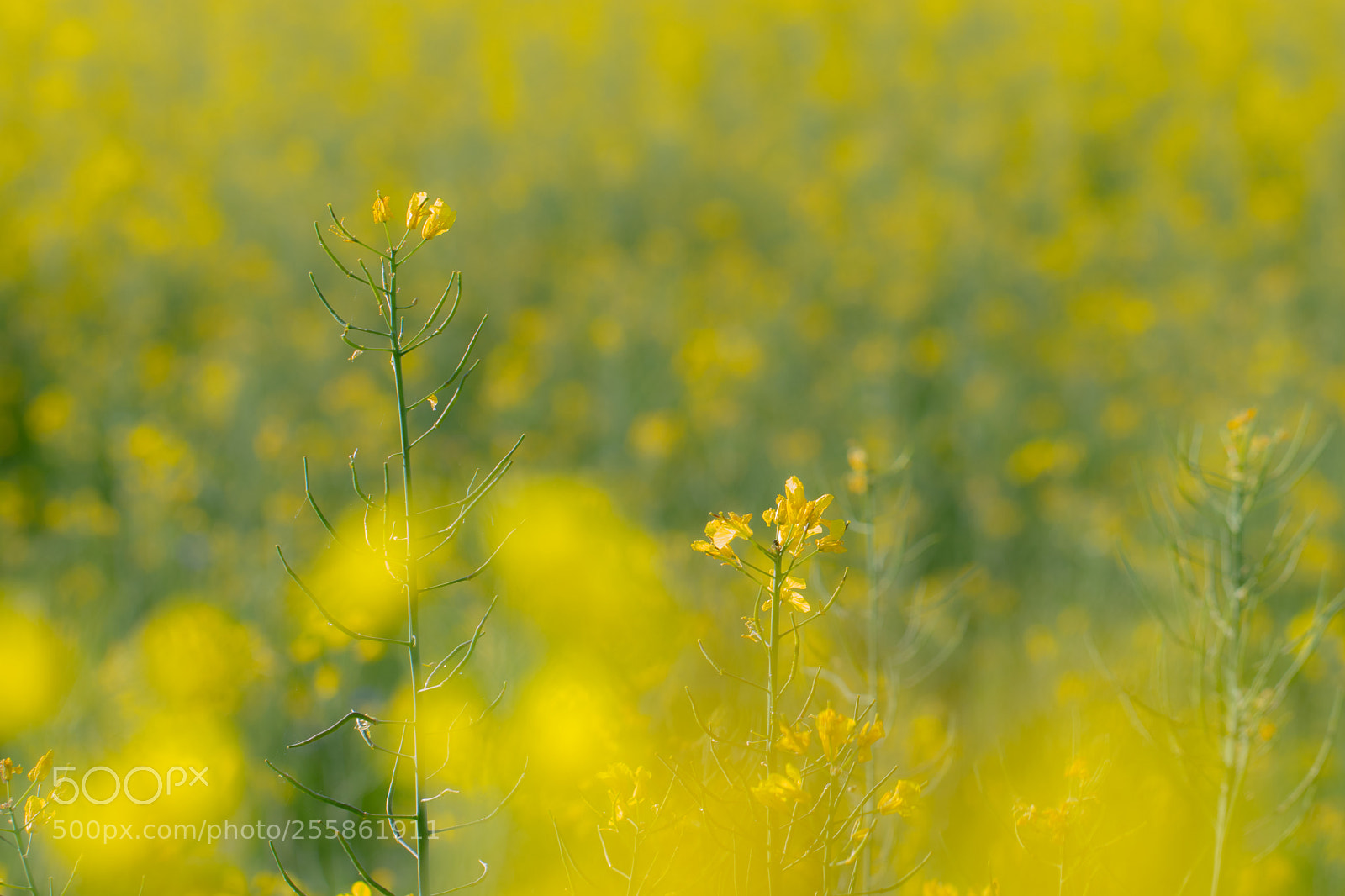 Canon EOS 77D (EOS 9000D / EOS 770D) sample photo. Spring in my brain photography