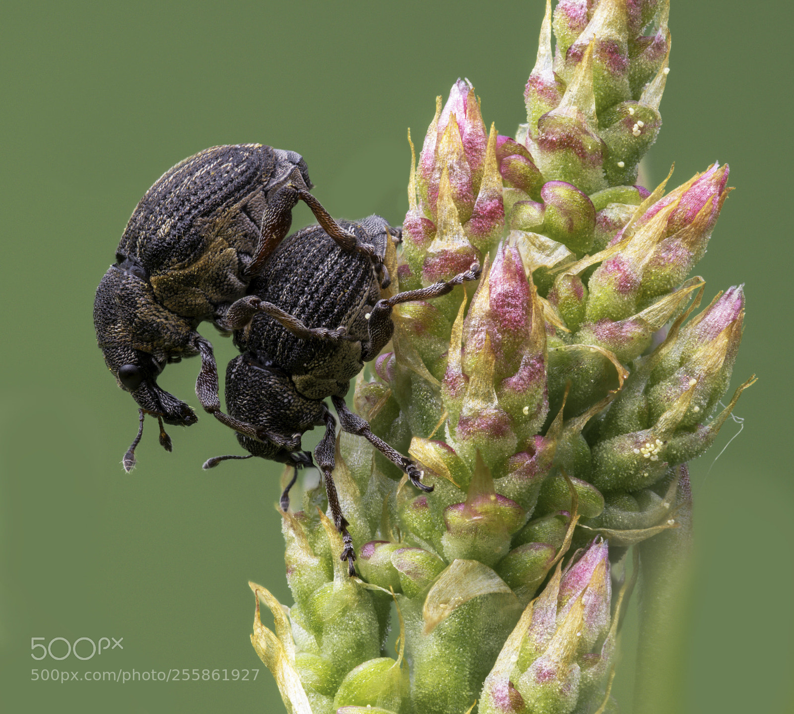 Olympus OM-D E-M1 Mark II sample photo. Curculionidae photography