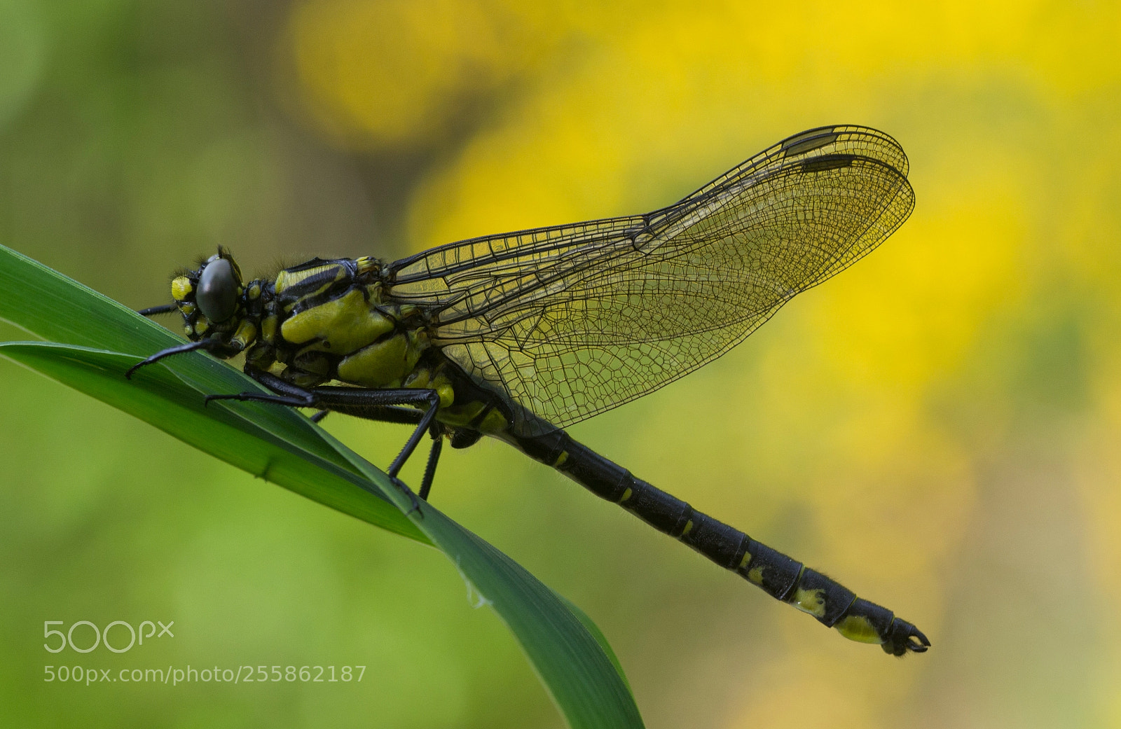 Nikon D3100 sample photo. Beekrombout (gomphus vulgatissimus ) photography