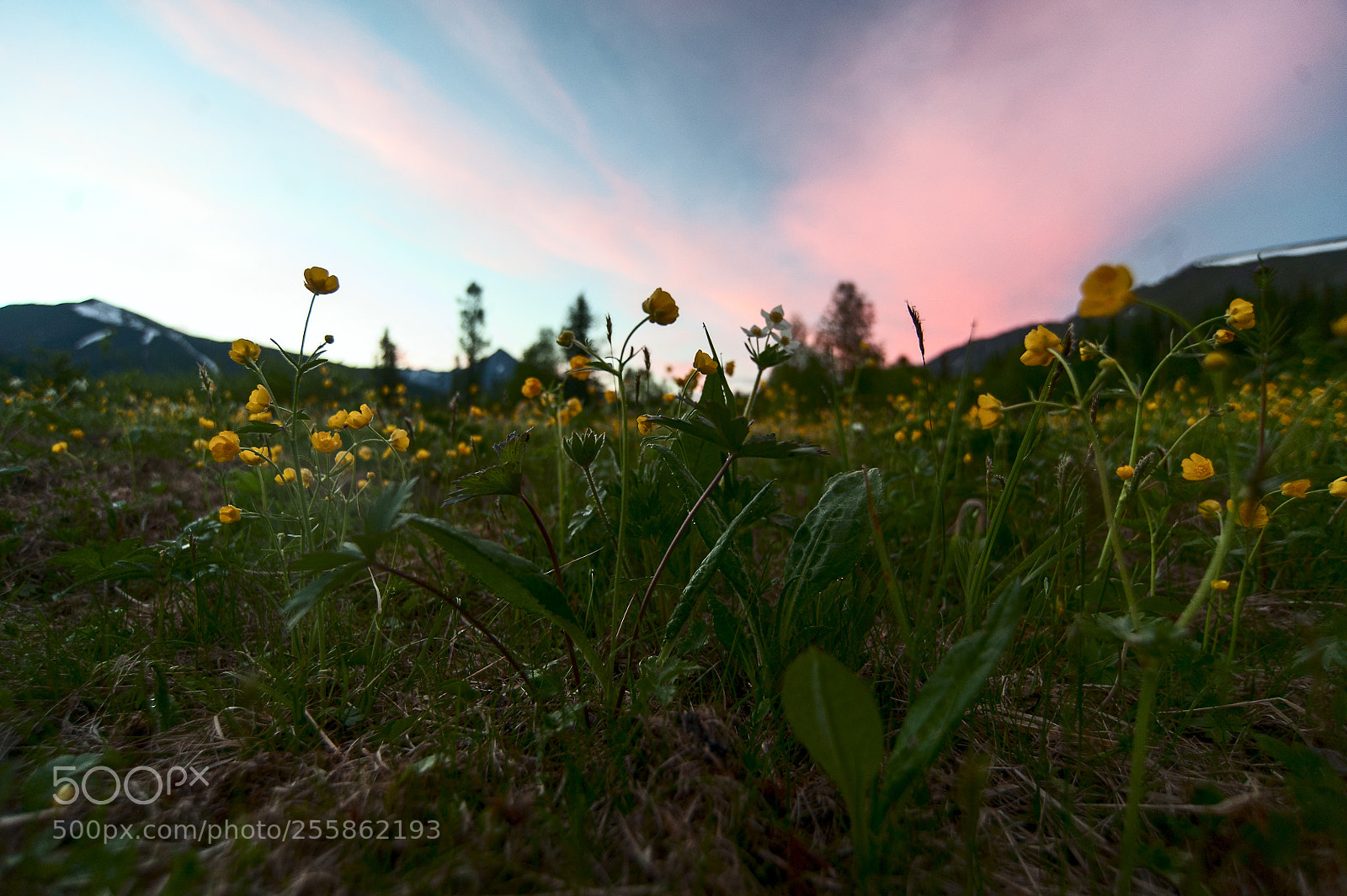 Nikon D700 sample photo. Flowers on sunlight photography