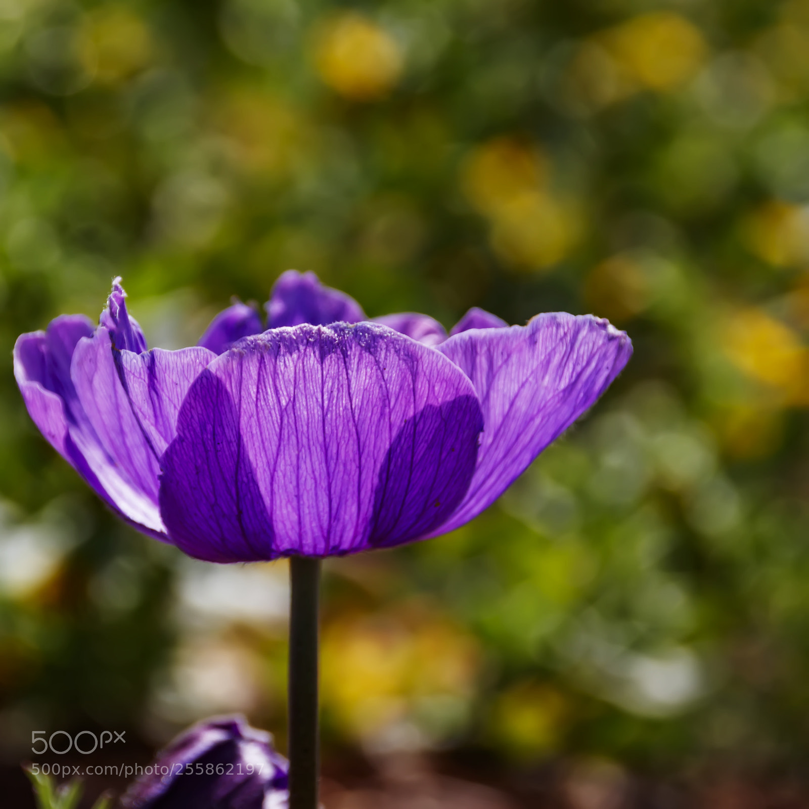 Canon EOS 80D sample photo. The head of the photography