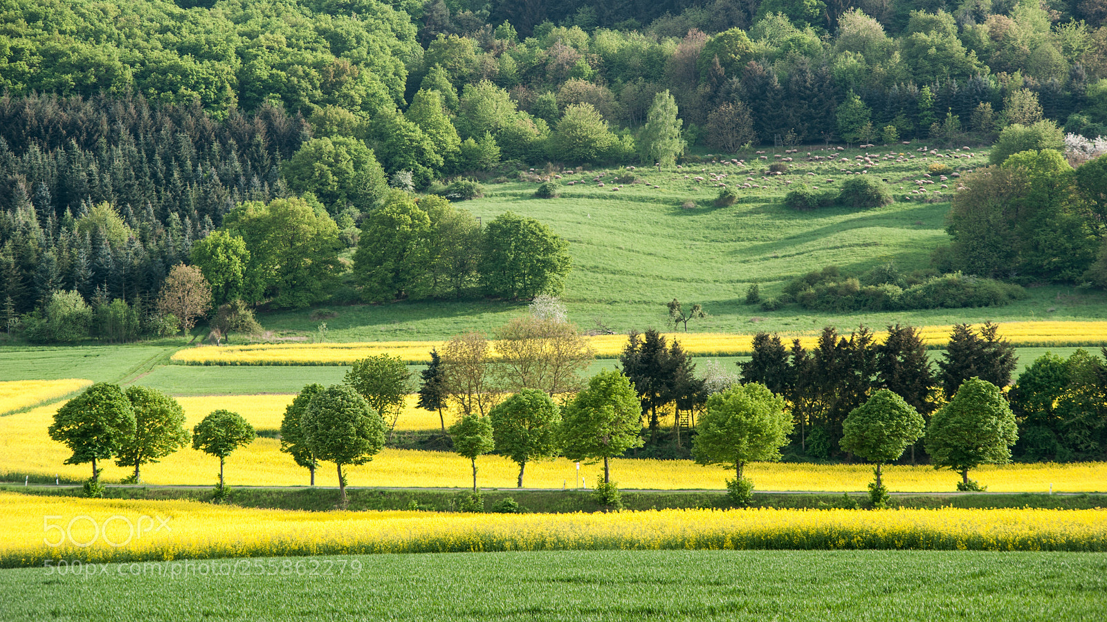 Nikon D700 sample photo. Color patches photography