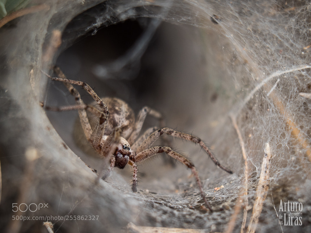 Olympus OM-D E-M1 Mark II sample photo. Spider photography