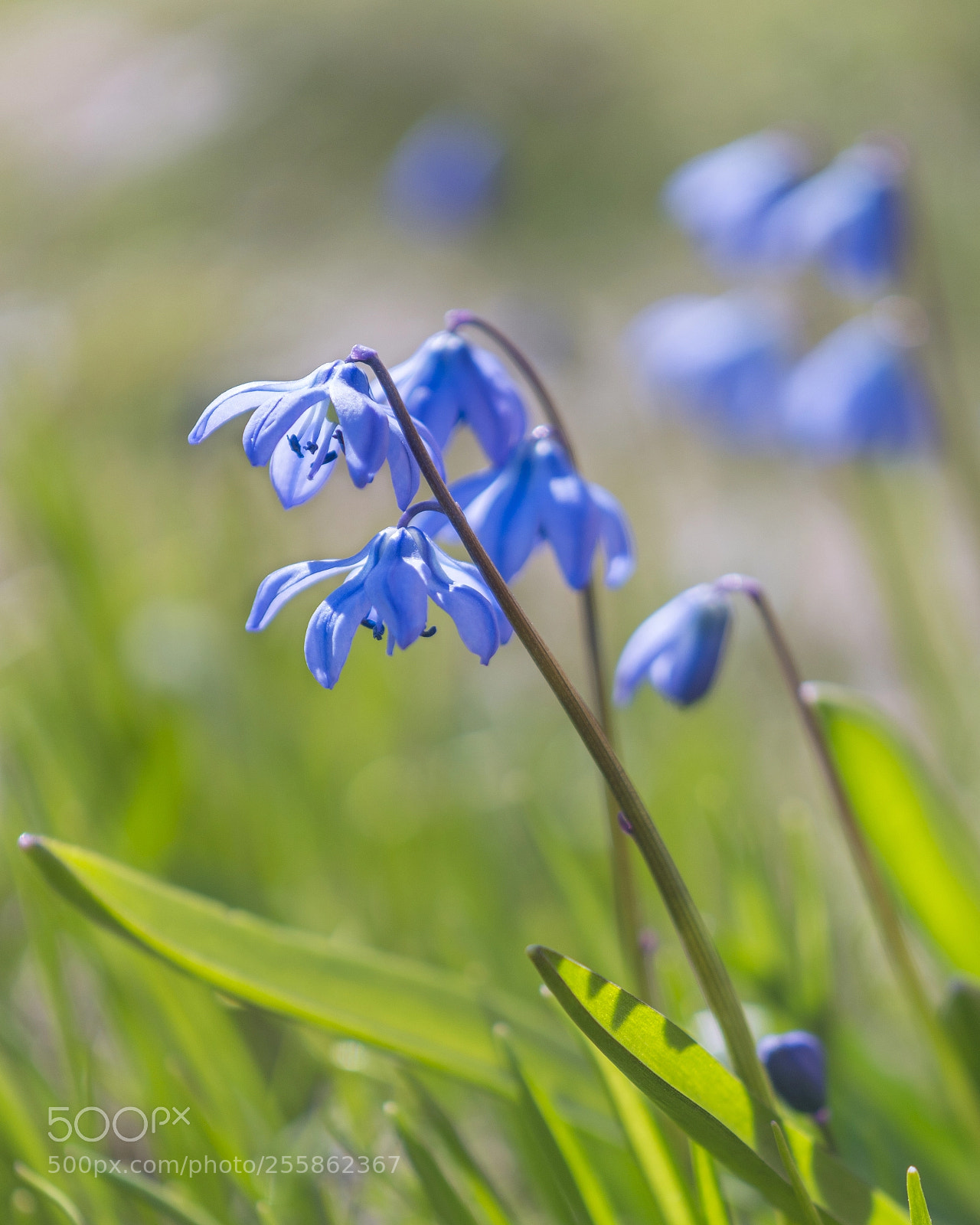 Nikon D7100 sample photo. Siberian squill - early photography