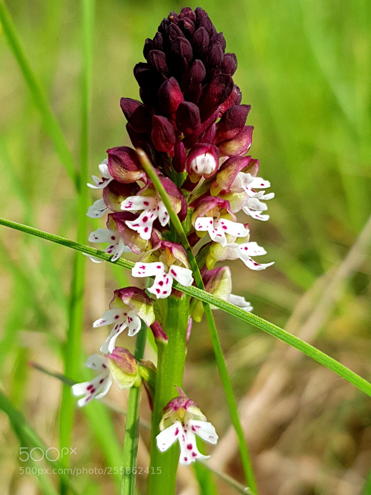 Samsung Galaxy S8 sample photo. Orchis brûlé photography