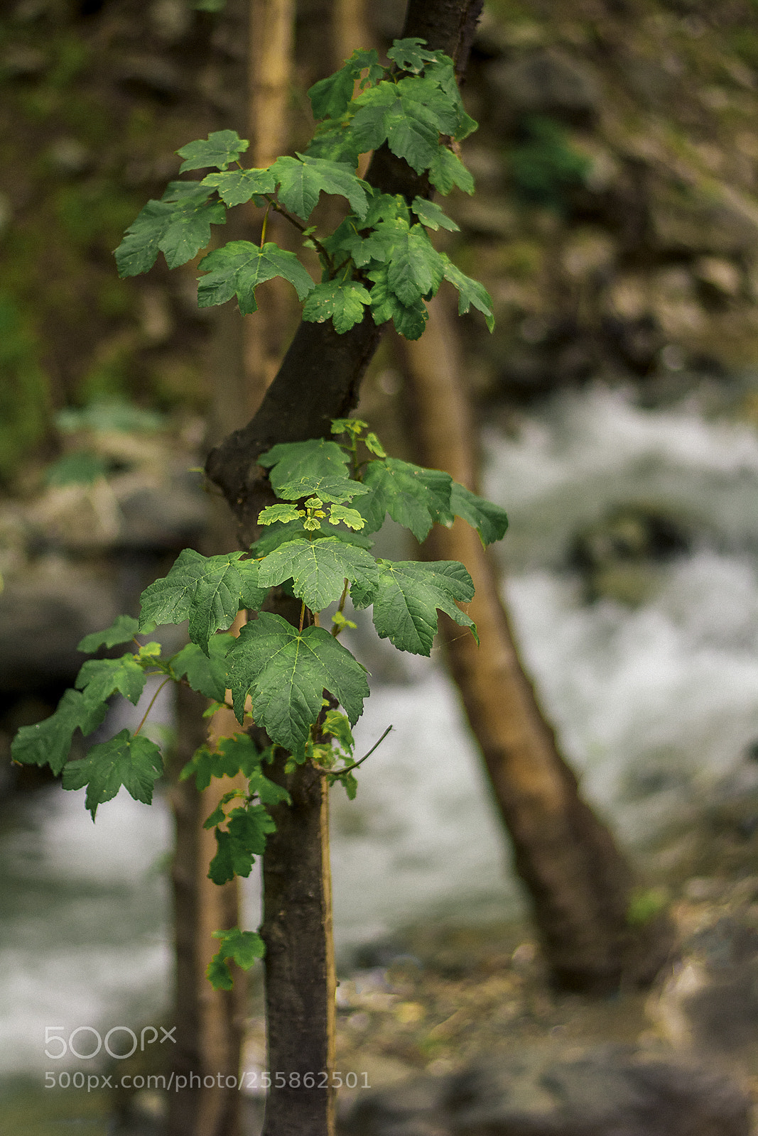 Nikon D7100 sample photo. Spring photography