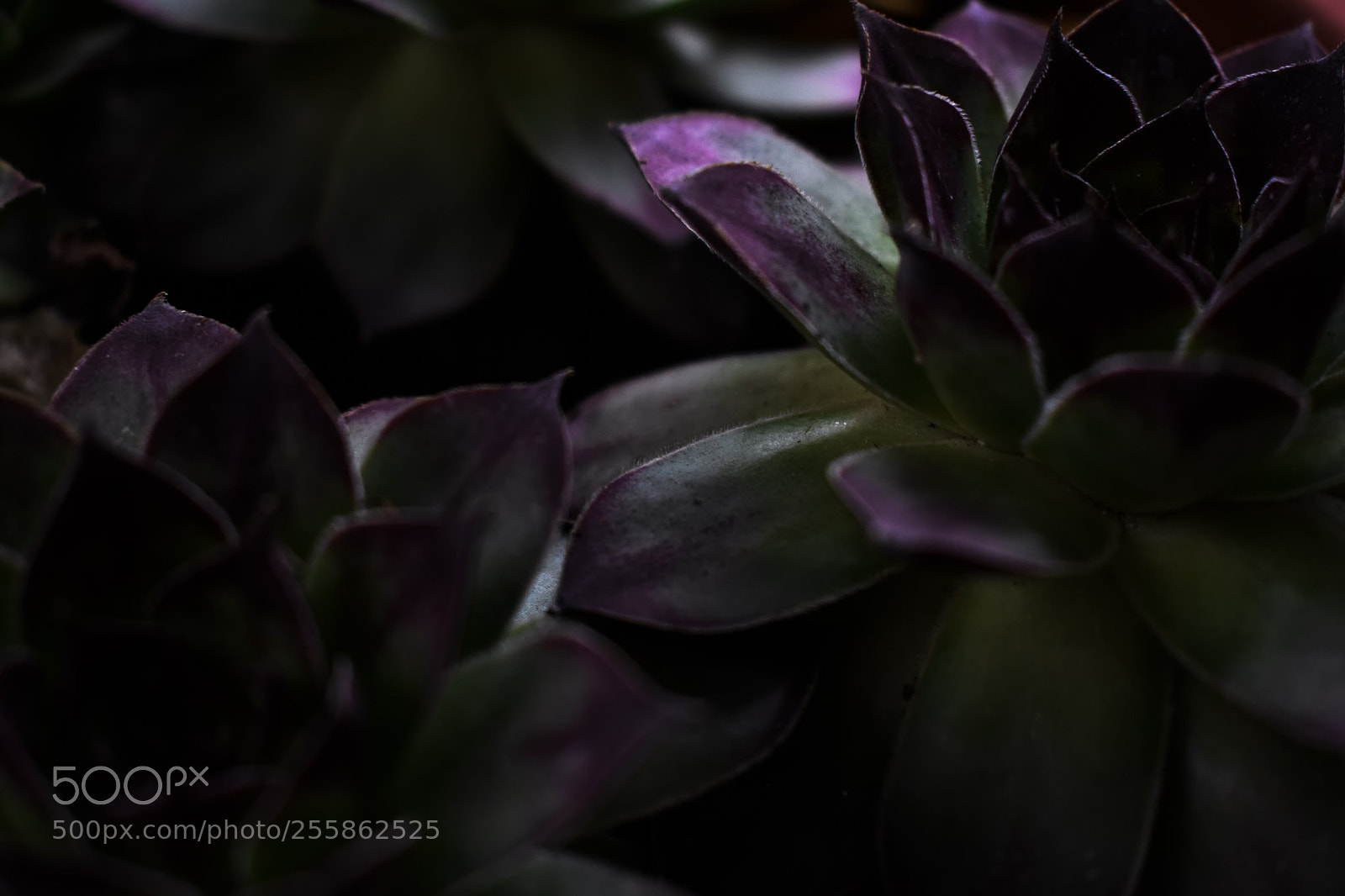 Nikon D3400 sample photo. Dark botanical photography