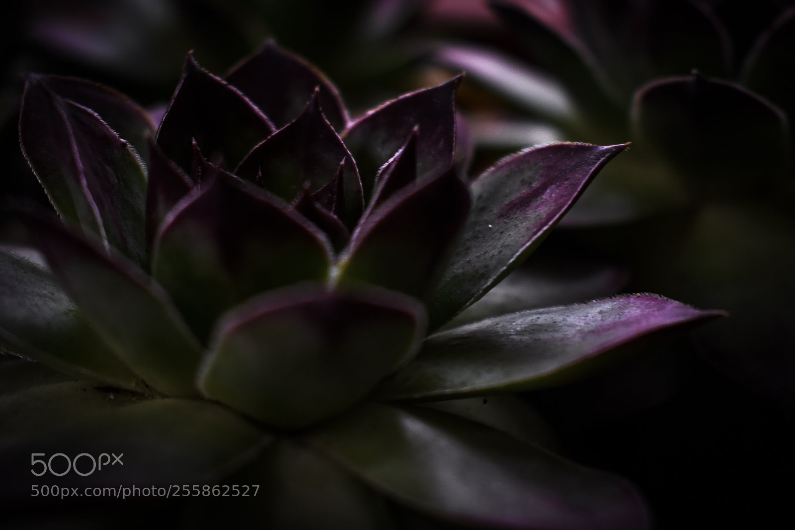 Nikon D3400 sample photo. Dark botanical photography
